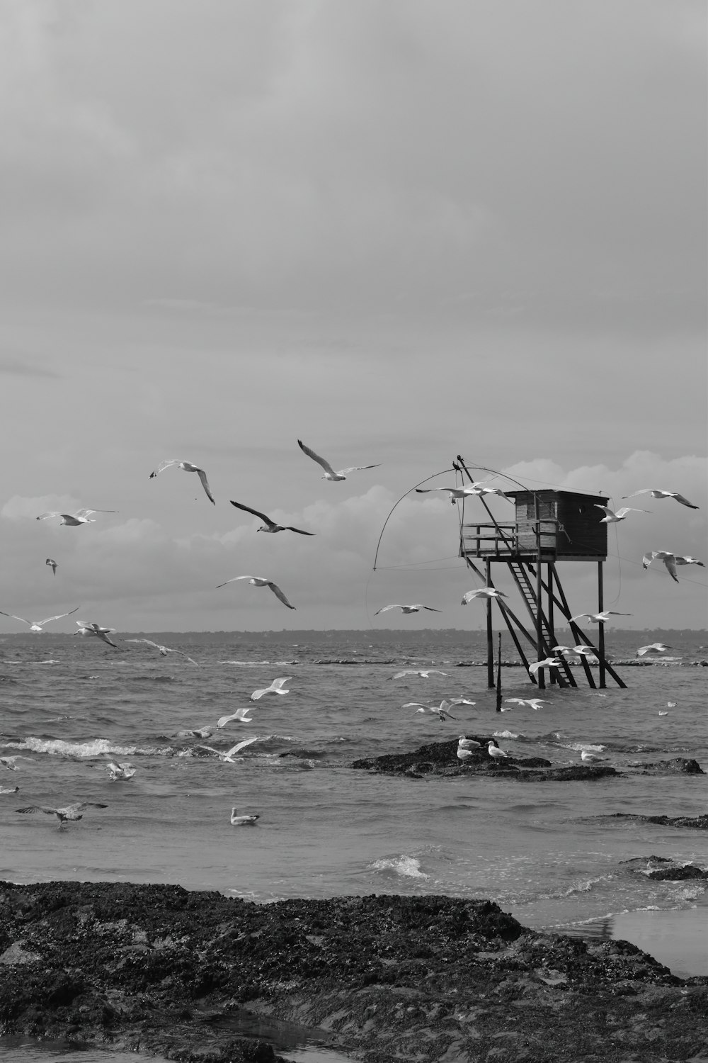 birds flying over the sea during daytime