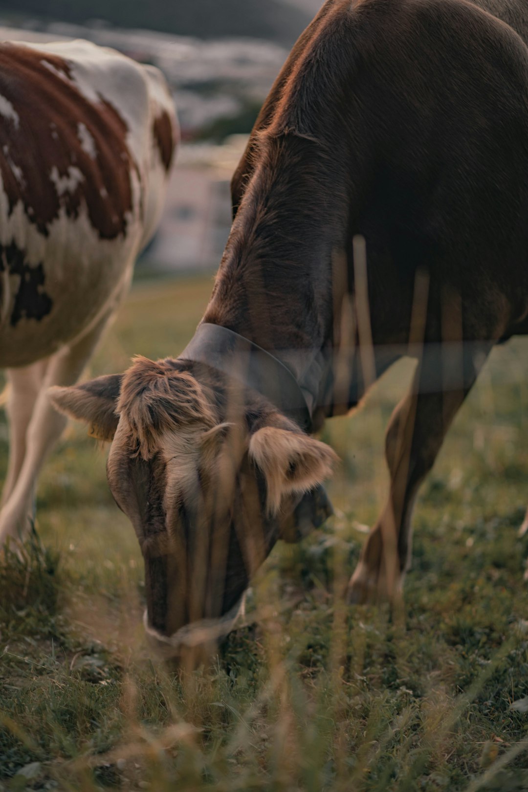 brown and white cow on green grass field during daytime