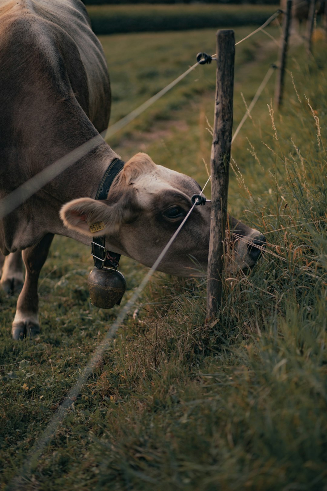 brown cow on green grass field during daytime