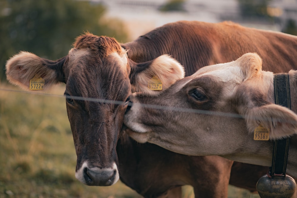 brown cow on green grass during daytime