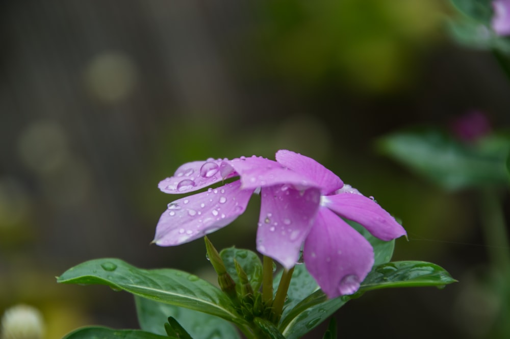 pink and white flower with water droplets