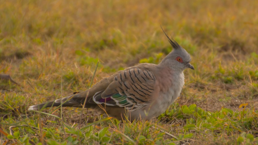 brown and green bird on green grass during daytime