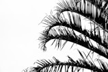 green palm tree under white sky