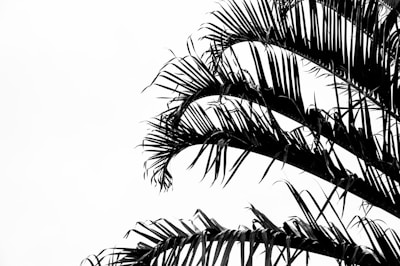 green palm tree under white sky