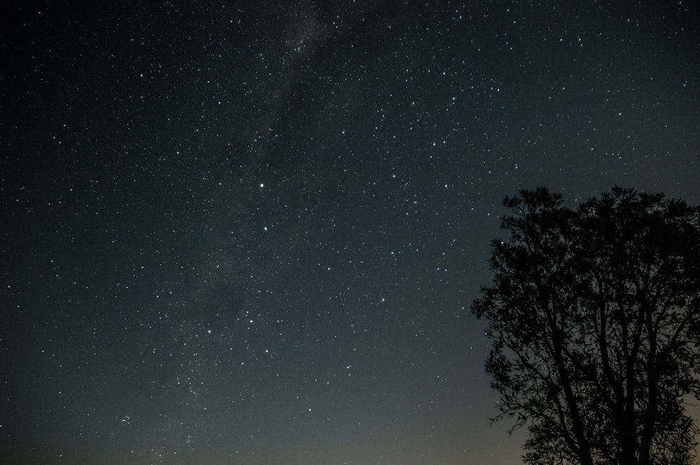 silhouette of trees under starry night