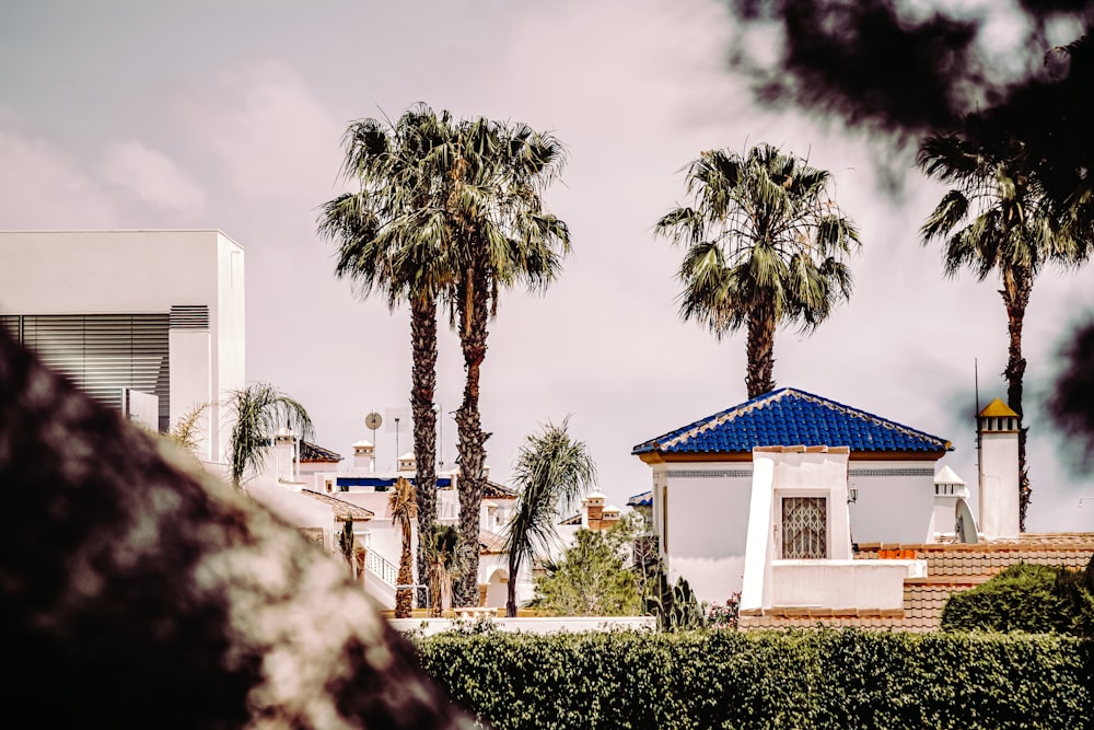 Edificio de hormigón blanco y azul cerca de palmeras verdes durante el día