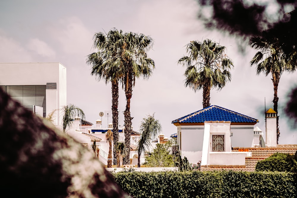 white and blue concrete building near green palm trees during daytime