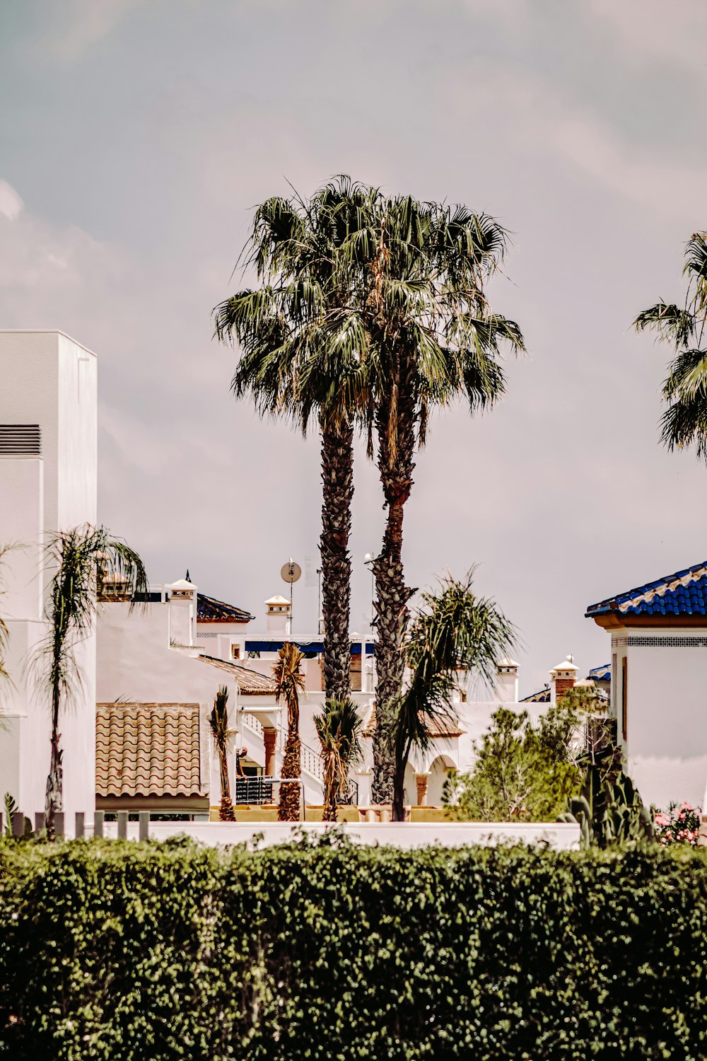 green palm tree near brown concrete building during daytime