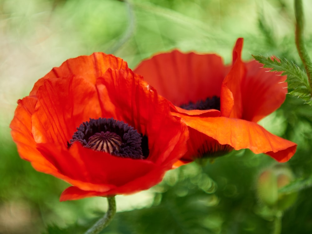 red poppy in bloom during daytime