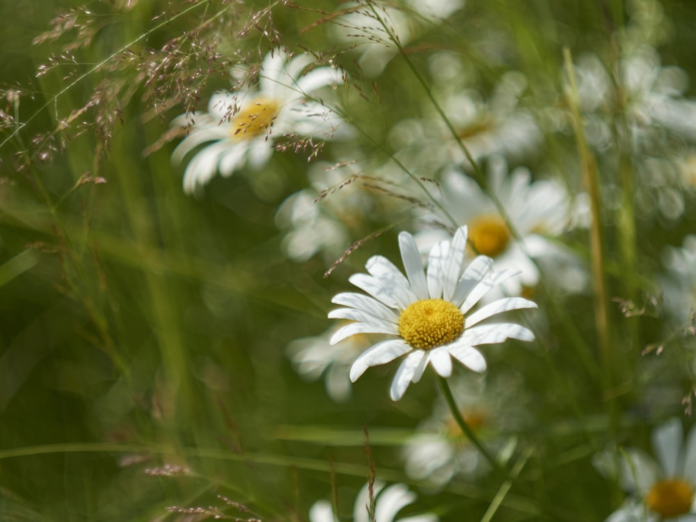 white daisy in bloom during daytime