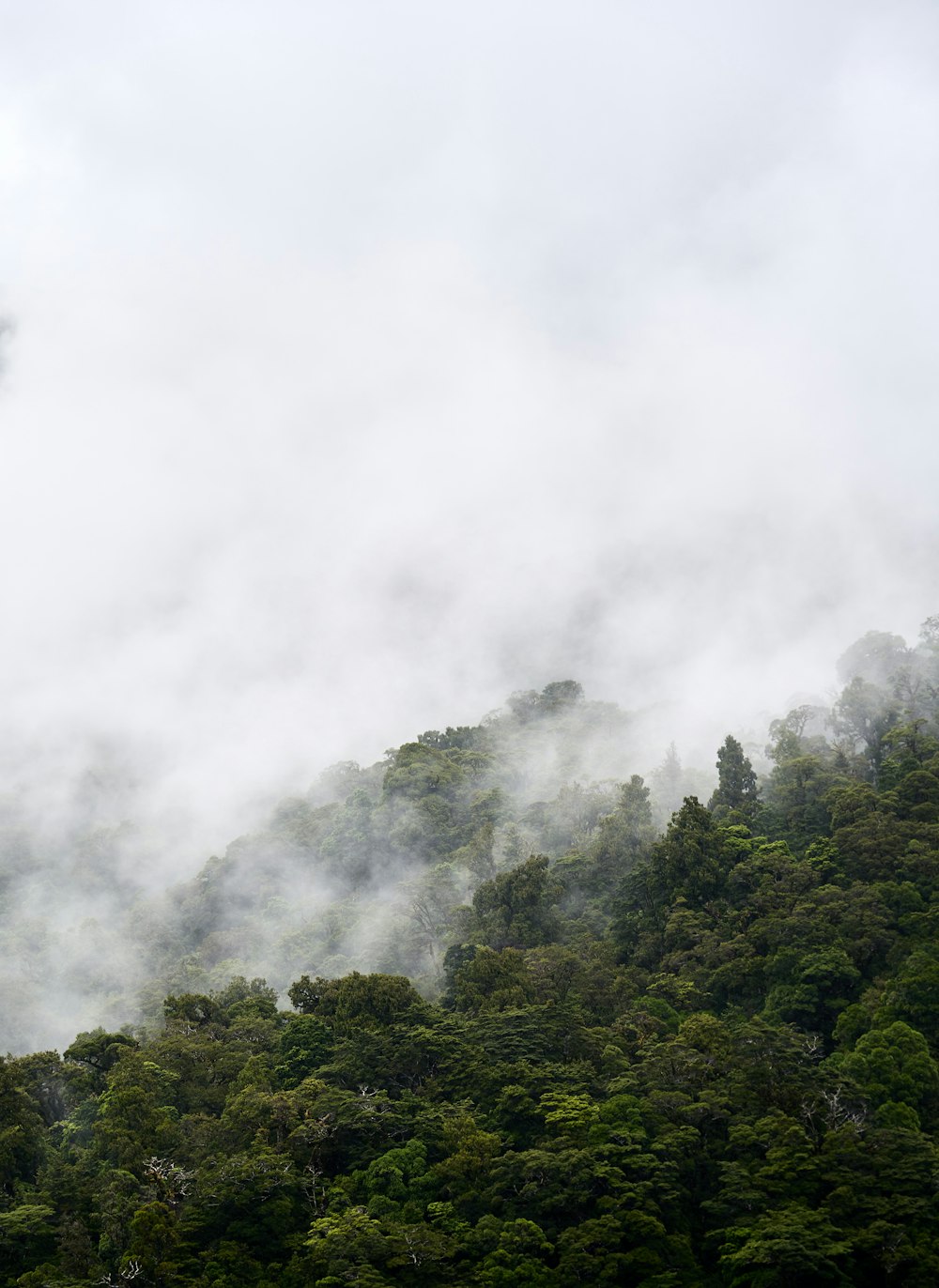 green trees under white clouds