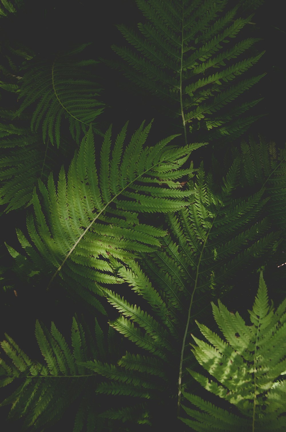 green fern plant in close up photography