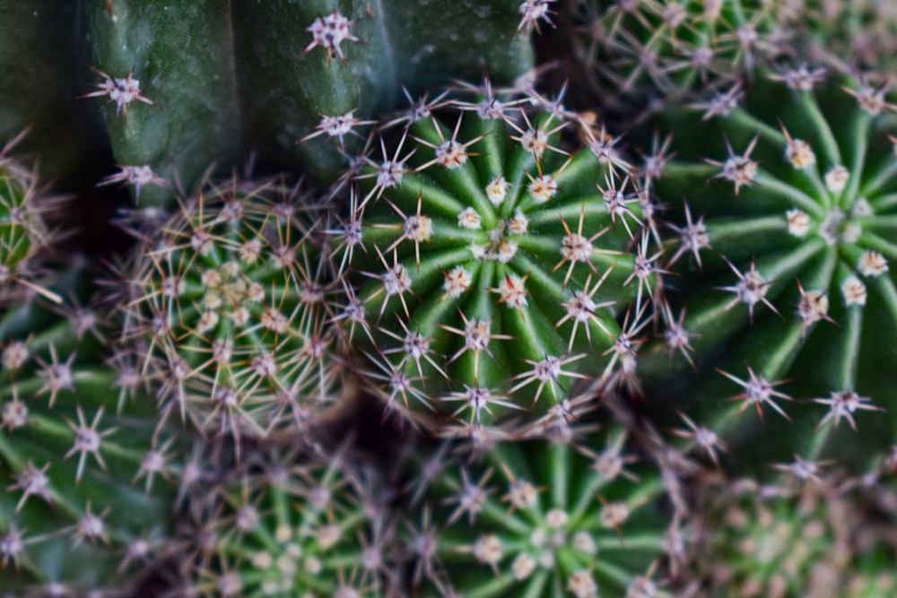 pianta di cactus verde in fotografia ravvicinata