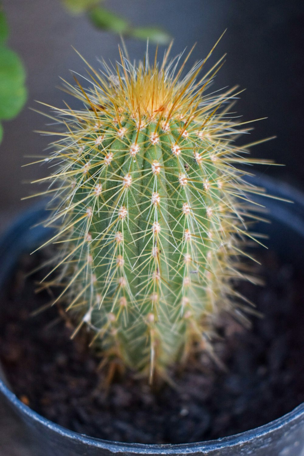 green cactus plant in close up photography