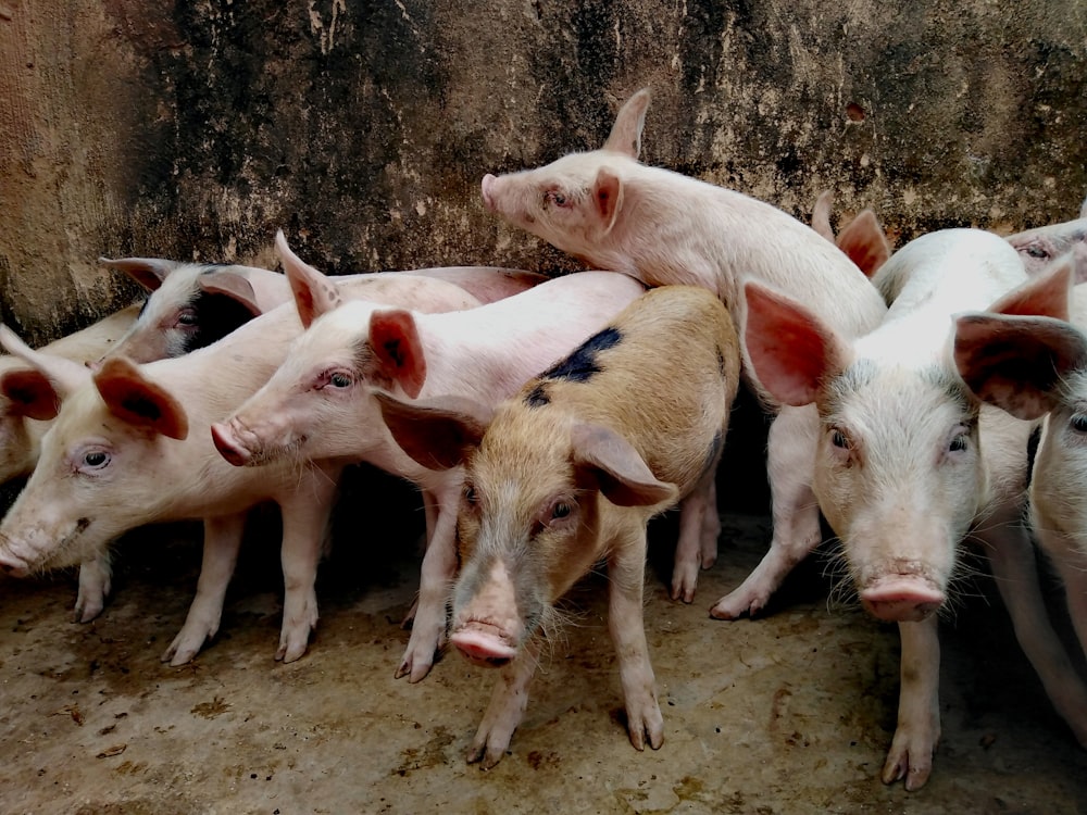 white pigs on brown wooden fence during daytime