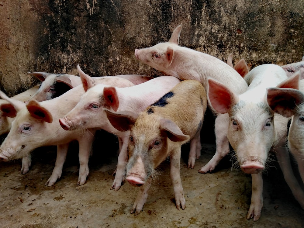 Cerdos blancos en la valla de madera marrón durante el día