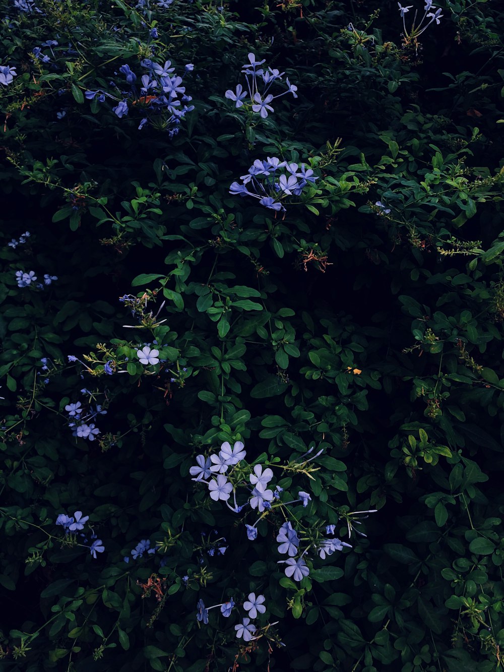 purple flowers with green leaves