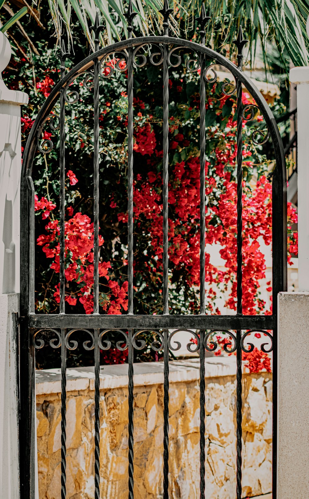 red flowers on black metal fence