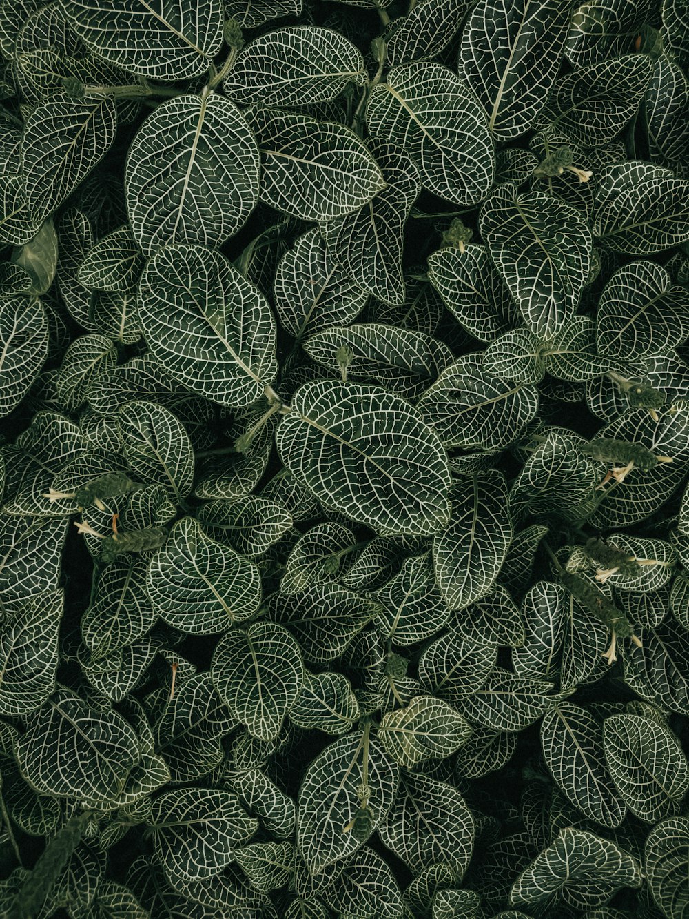 緑と白の葉の植物