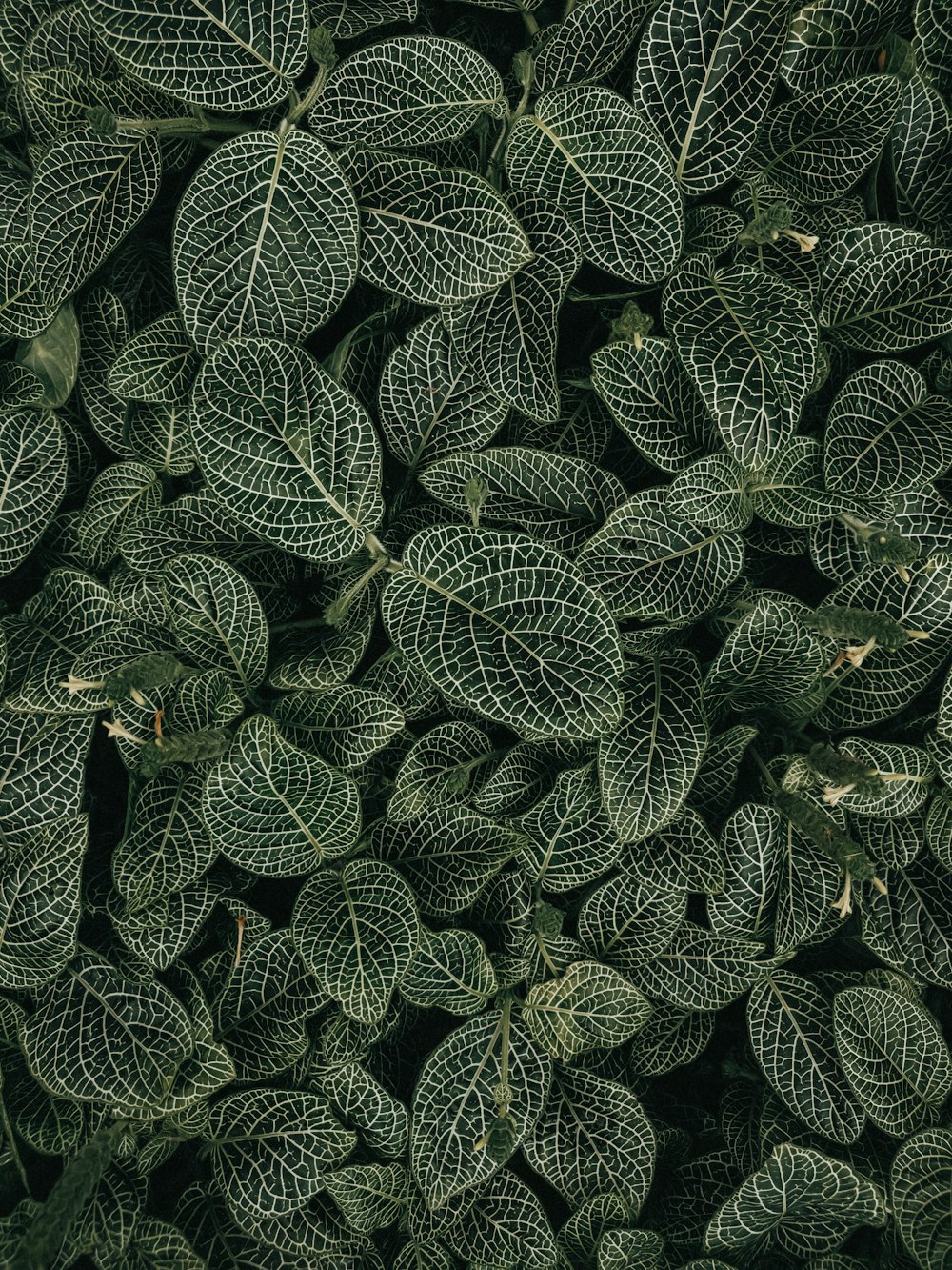 green and white leaf plant