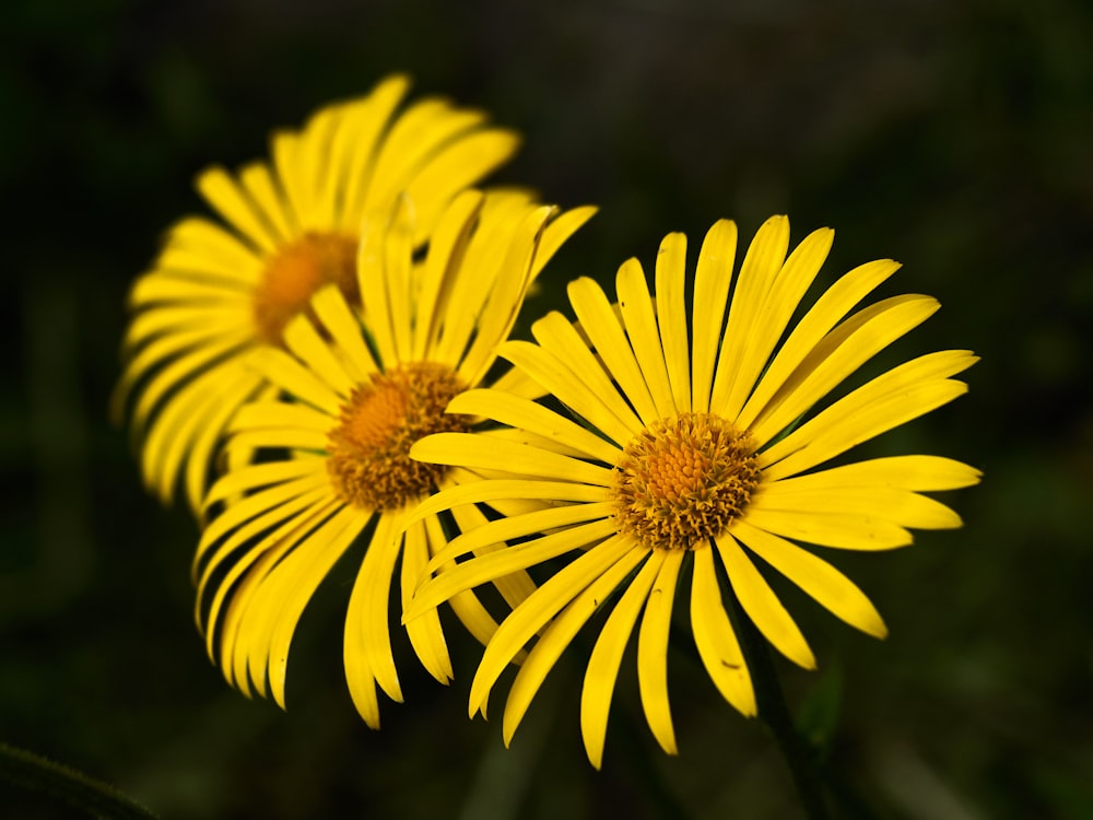 yellow daisy in bloom during daytime