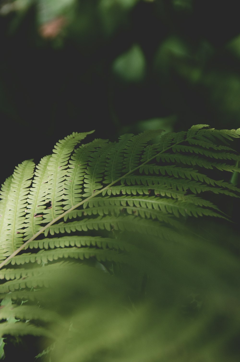 green leaf plant in close up photography