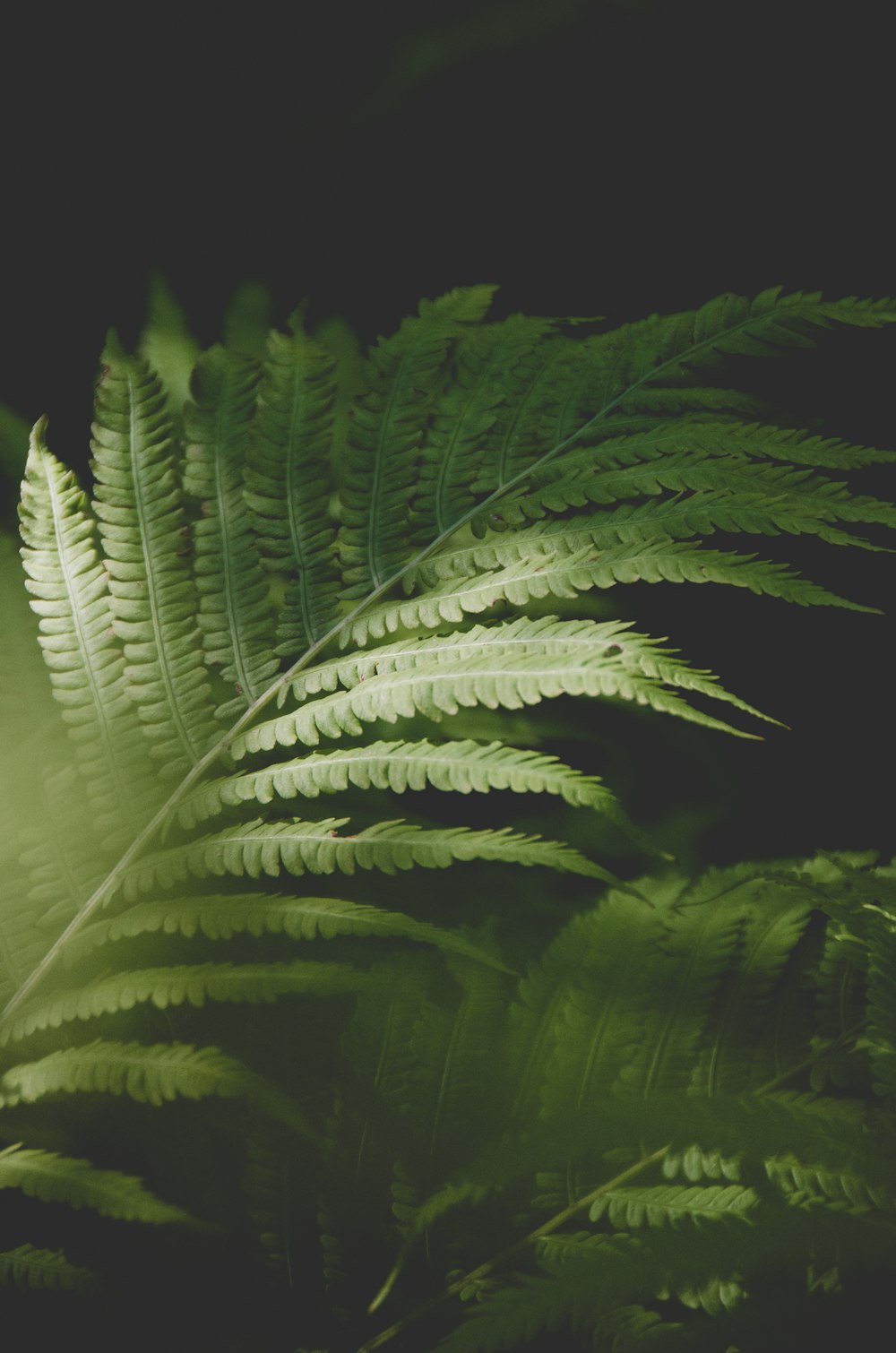 green leaf plant during night time