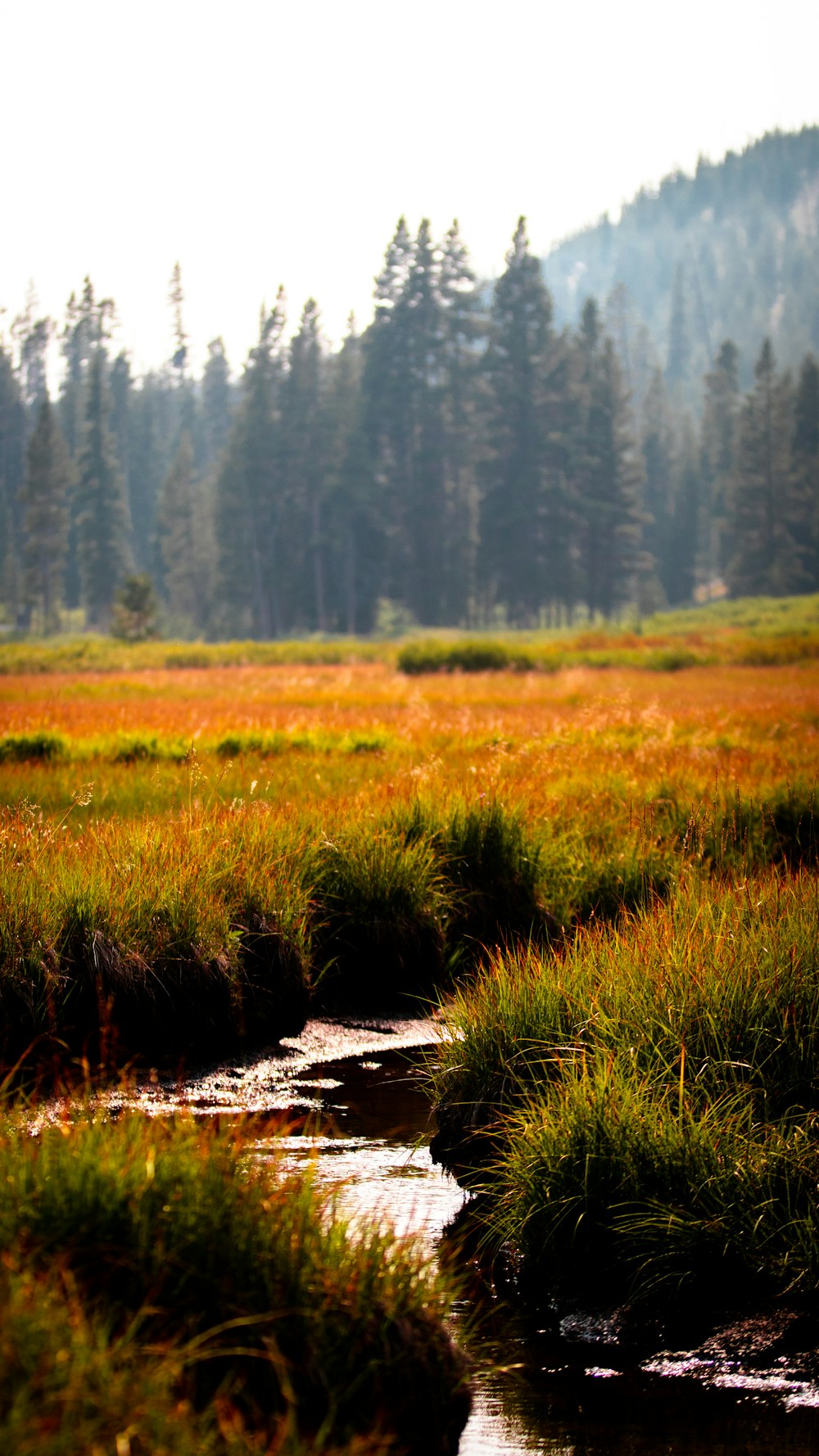 green grass field during daytime