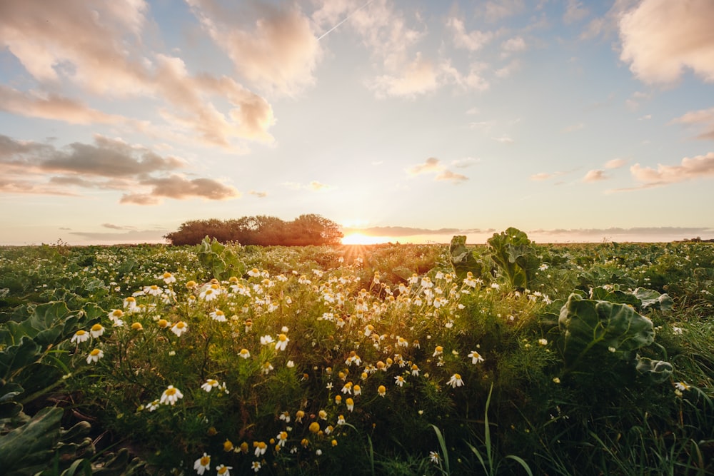 Champ d’herbe verte au coucher du soleil