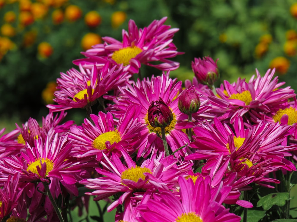 purple flowers in tilt shift lens