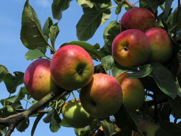 Manzanas maduras en un árbol frutal