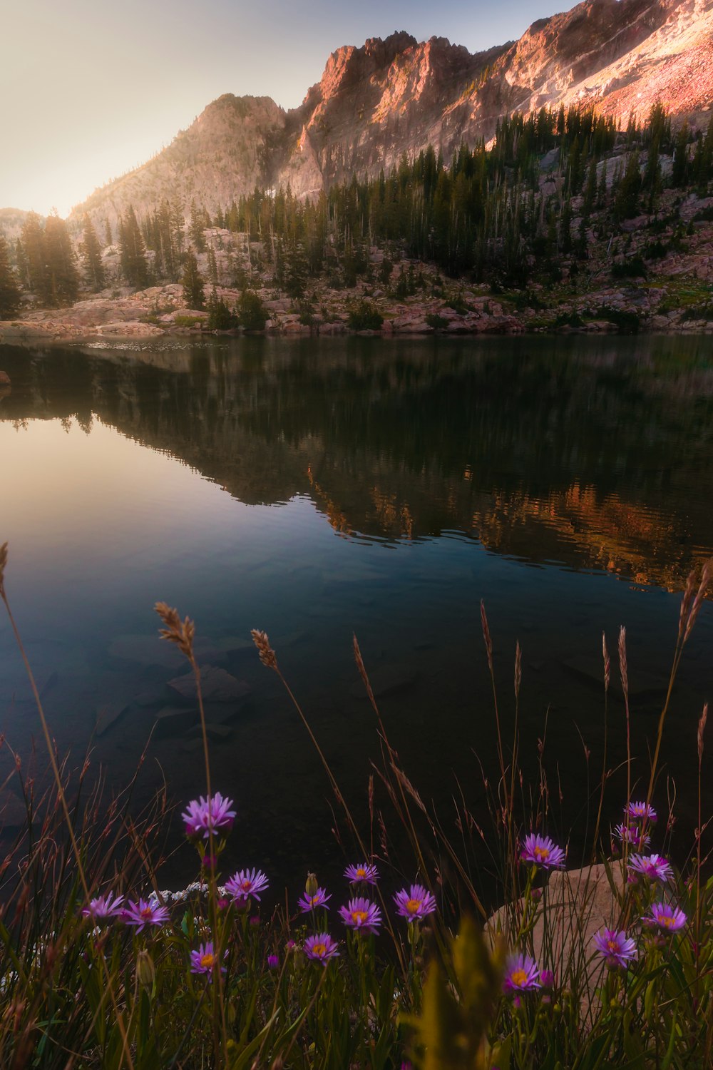 purple flowers near lake during daytime