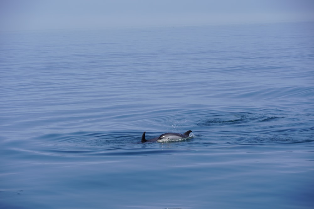 black and white duck on blue water during daytime