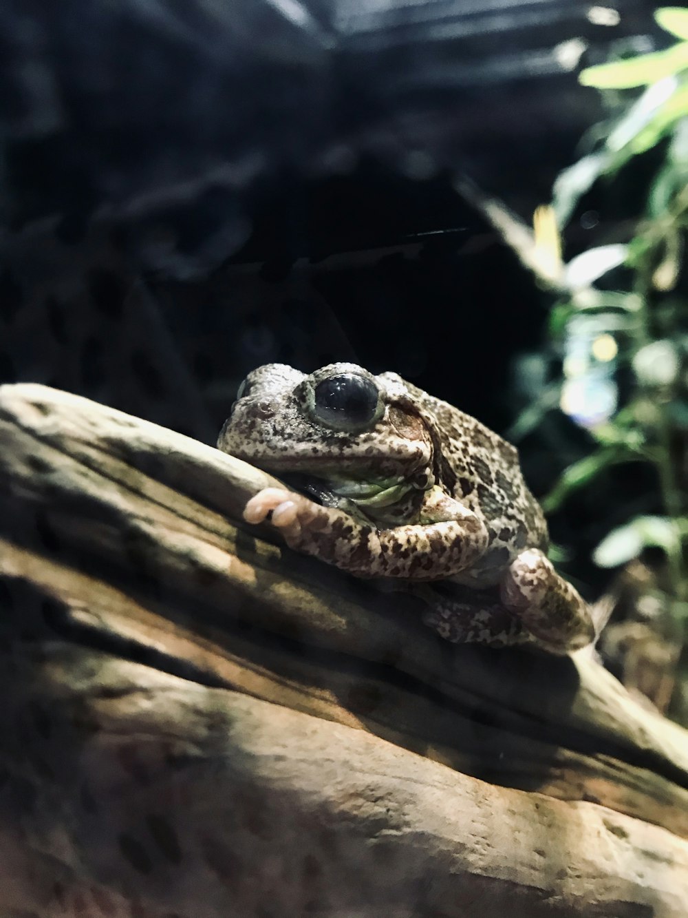 brown and black frog on brown tree branch