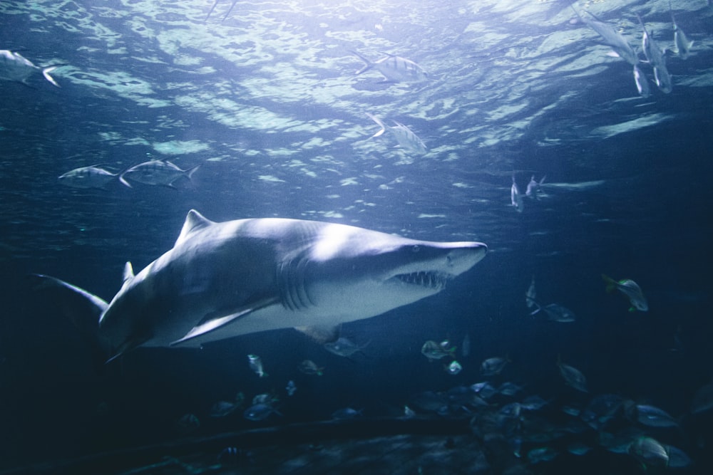 grey and white shark underwater