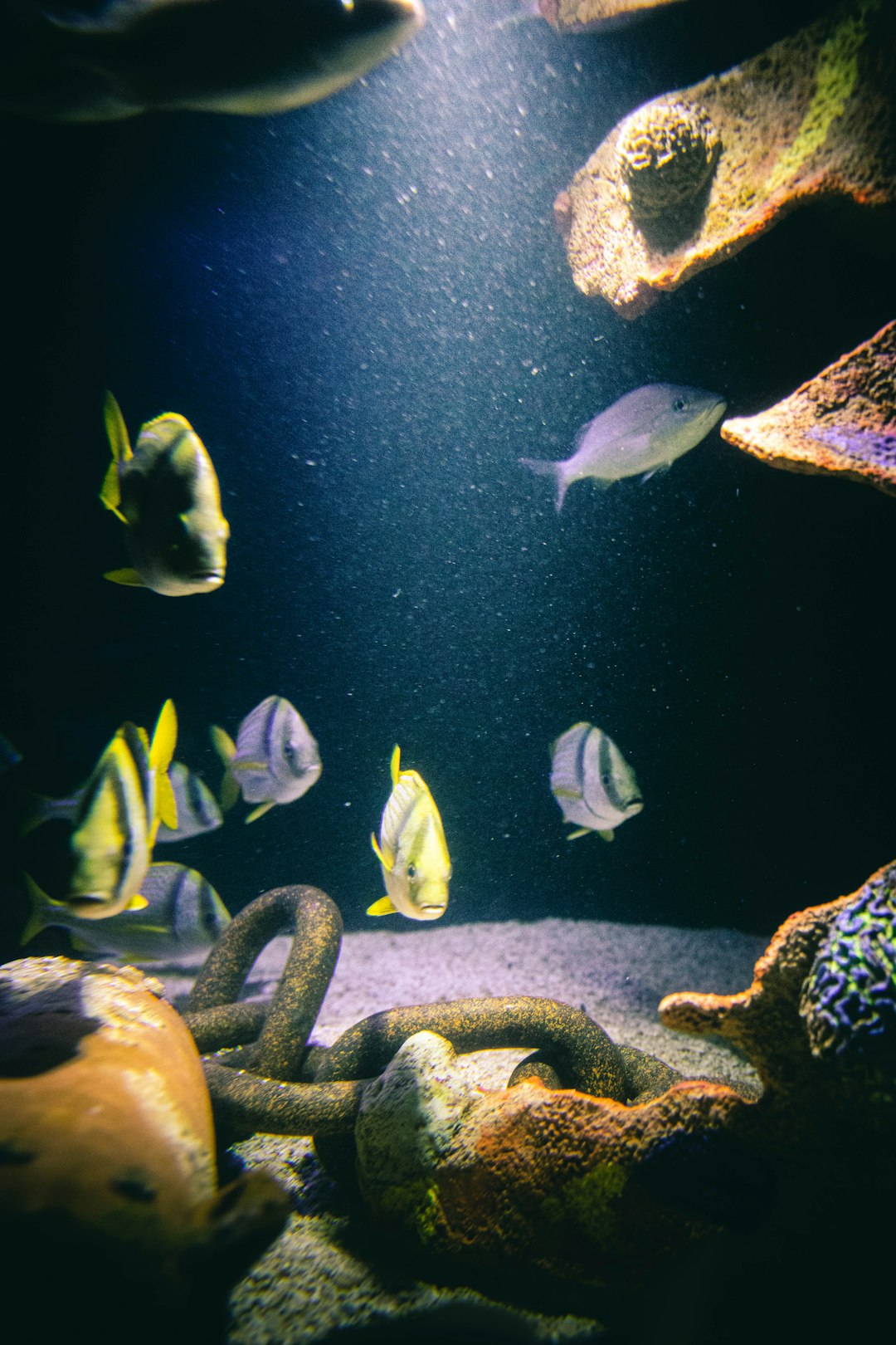 yellow and white fish in fish tank