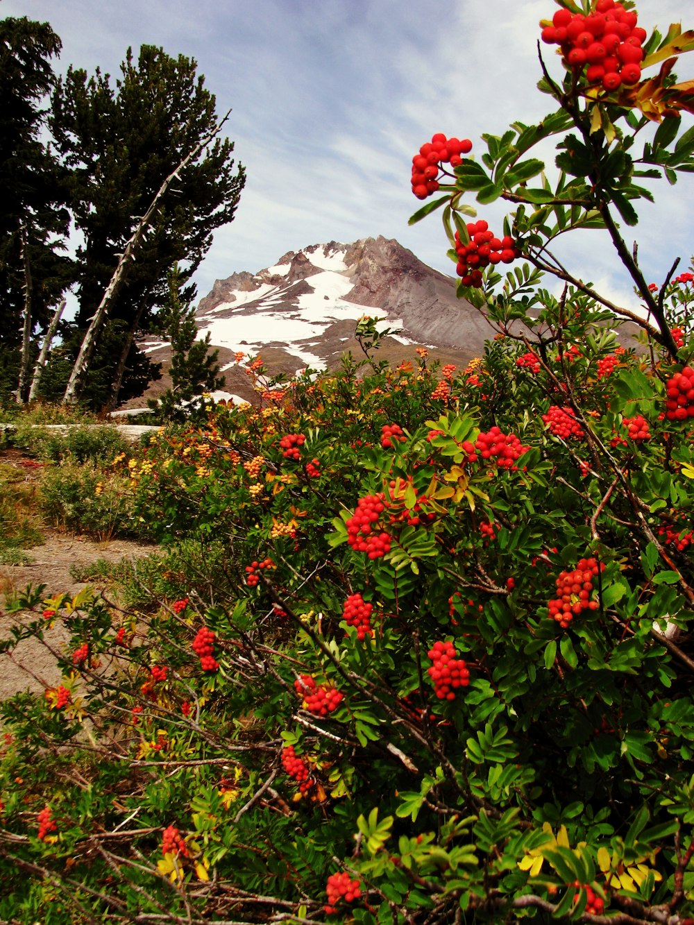 red flowers near green trees and mountain under blue sky during daytime