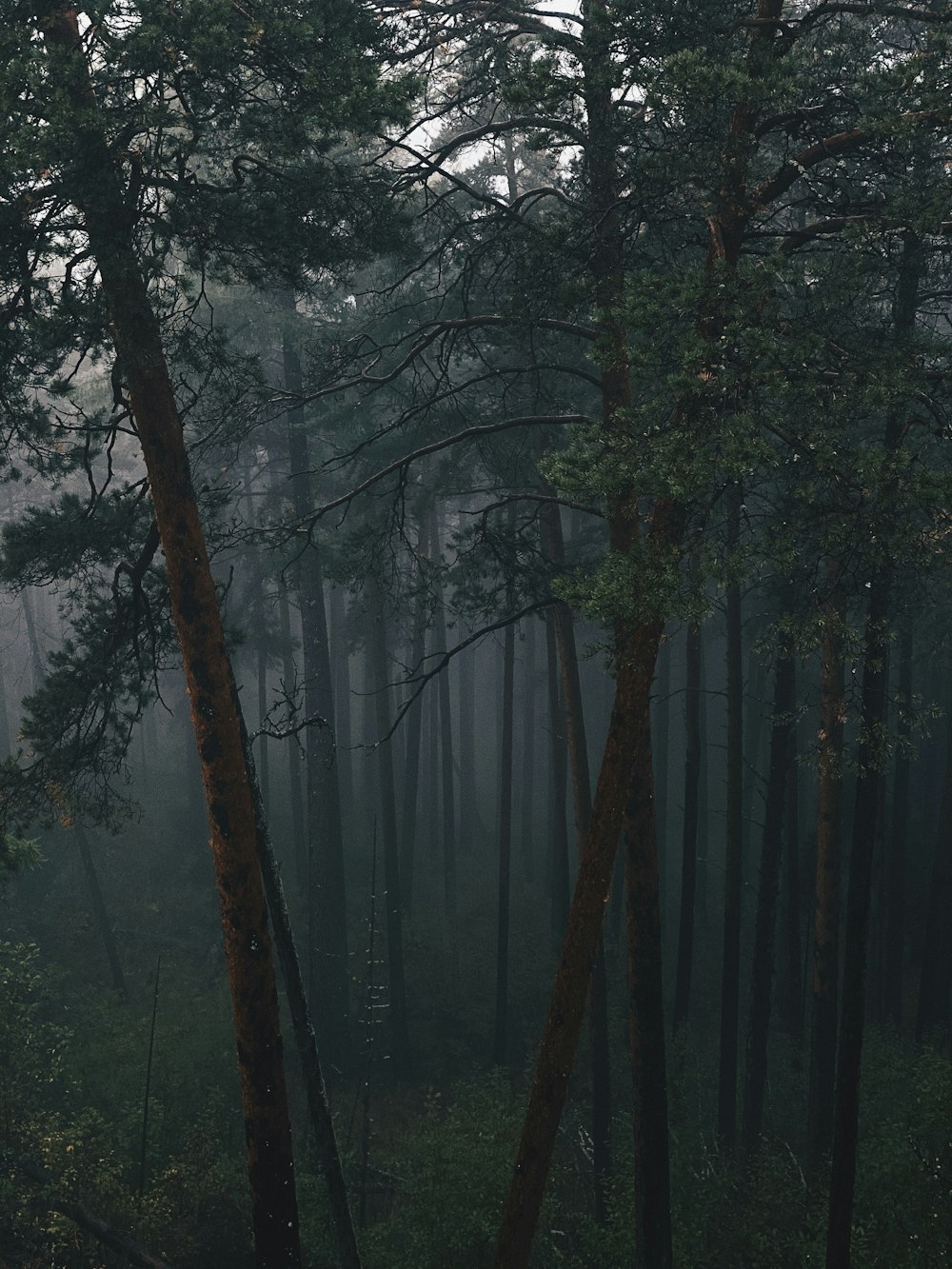 green trees on forest during daytime