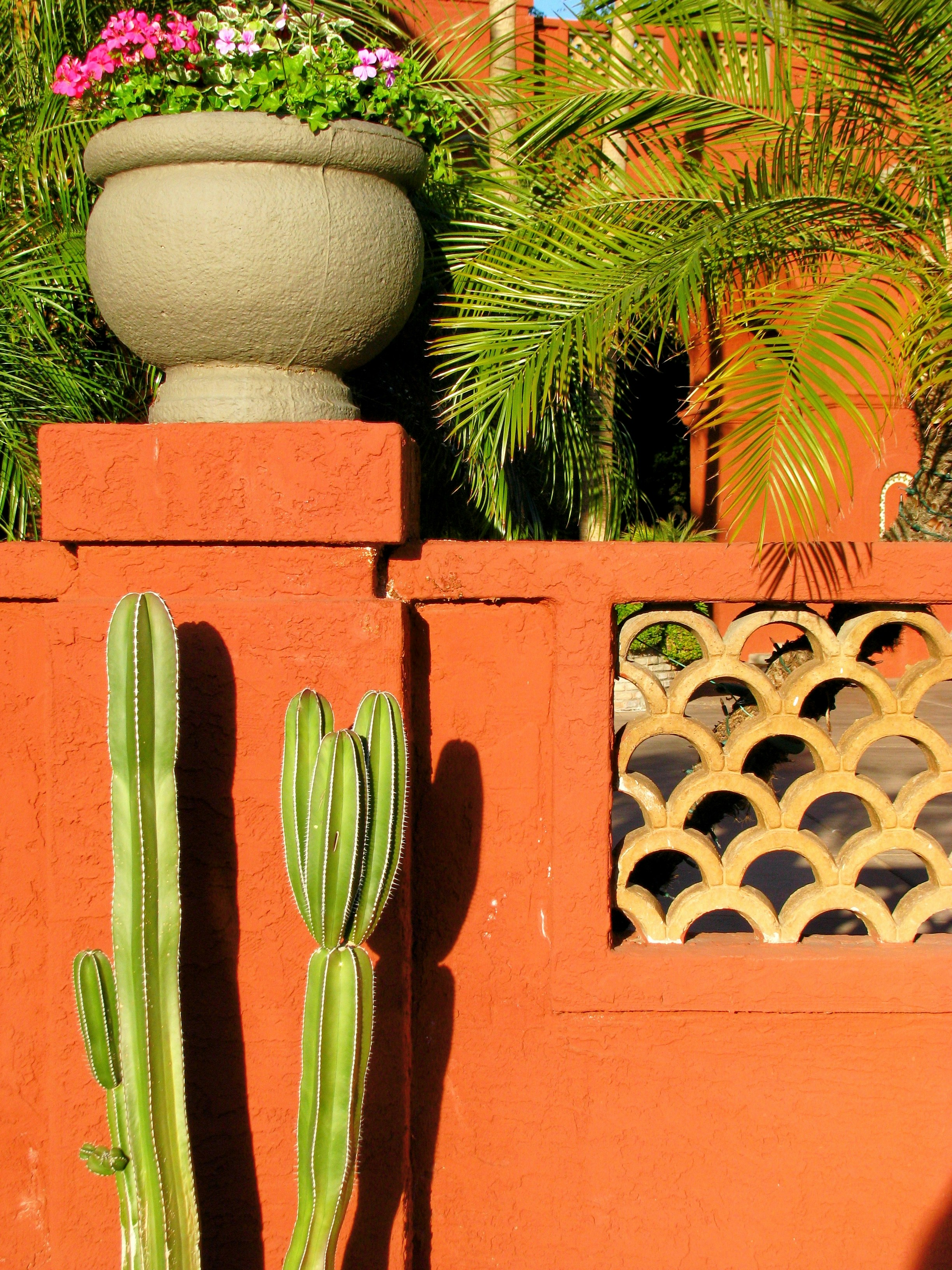 green cactus on brown concrete pot