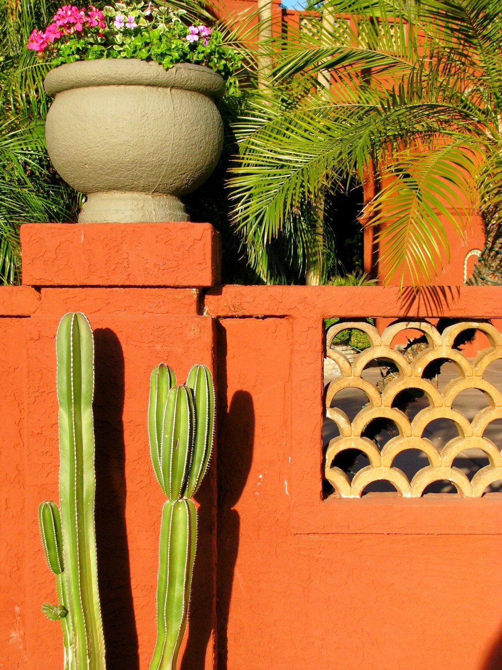 green cactus on brown concrete pot