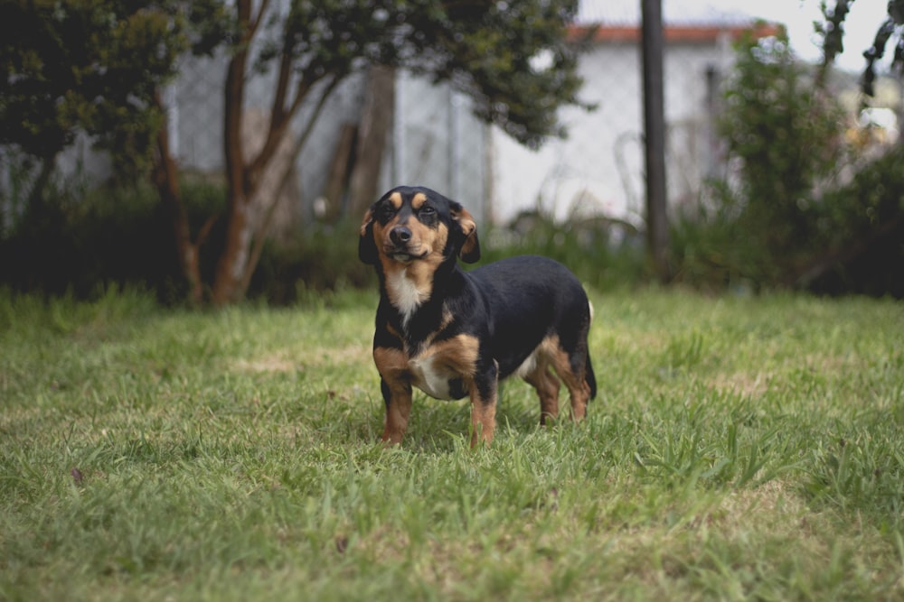 Perro mediano de pelaje corto negro y tostado corriendo en un campo de hierba verde durante el día