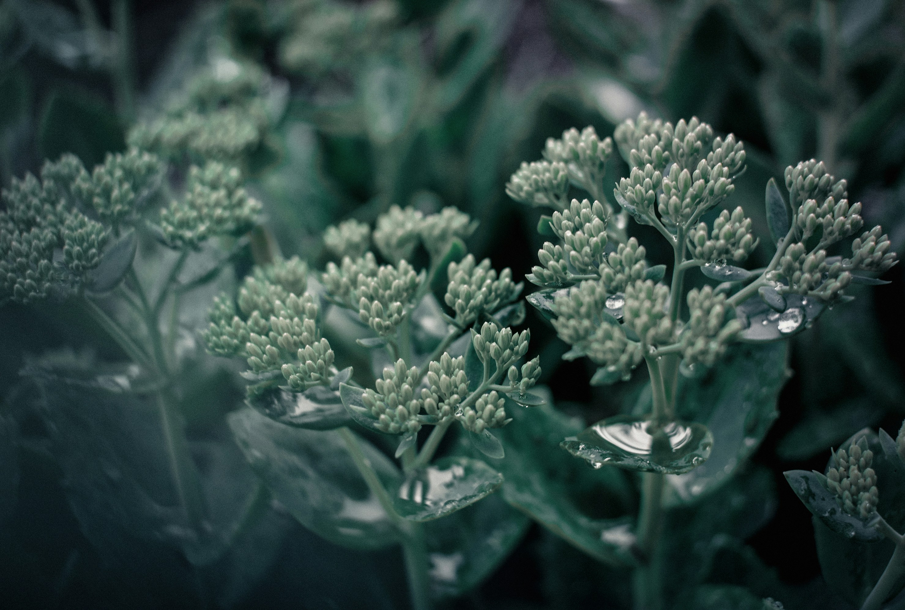 Green plant in clear glass vase photo – Free Green Image on Unsplash