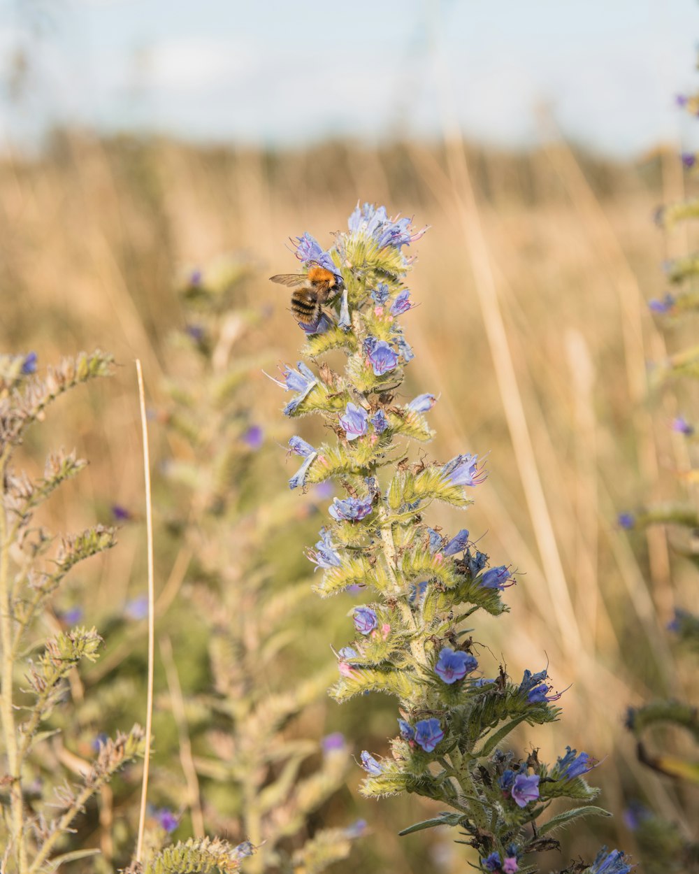 purple flower in tilt shift lens