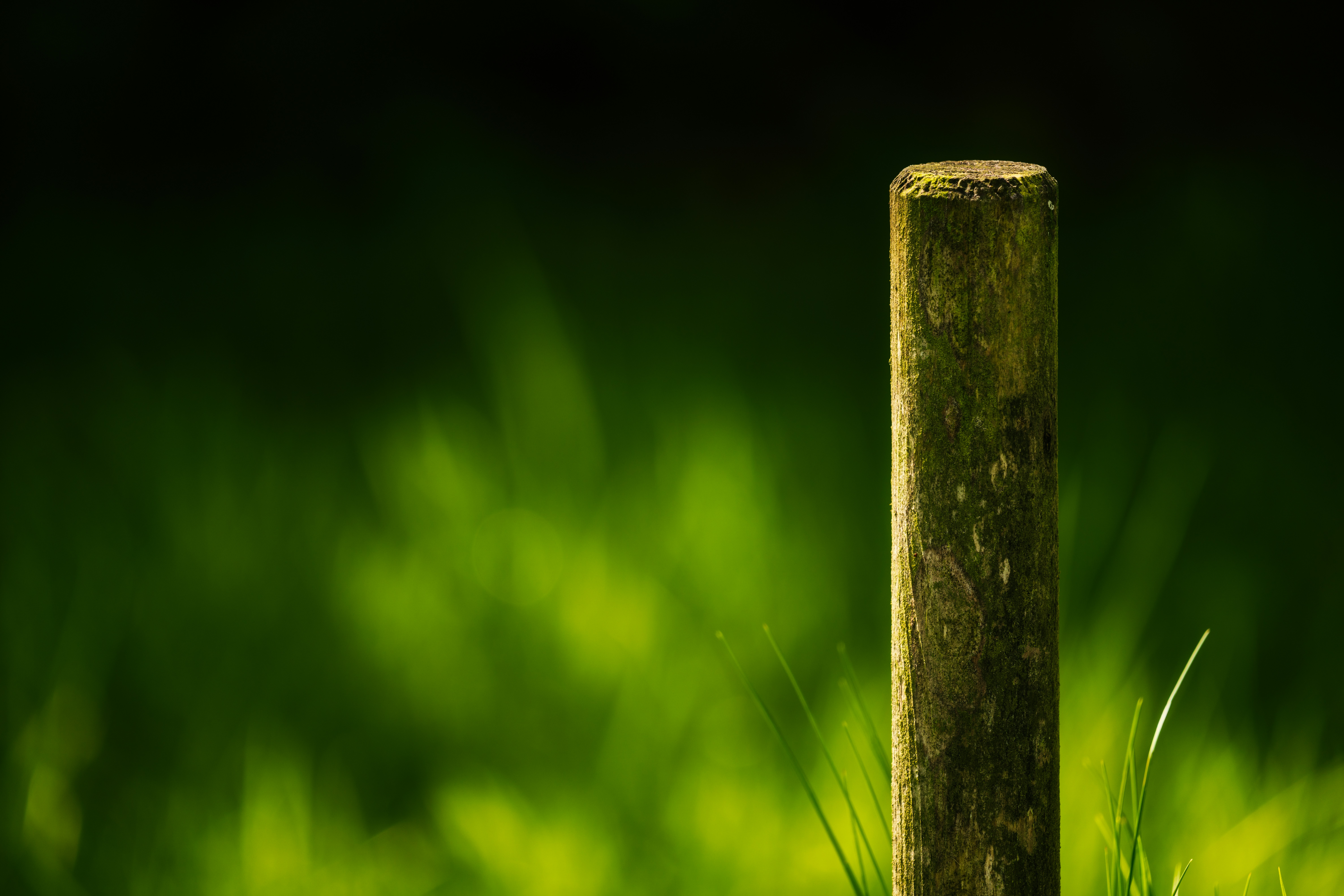 brown wooden post with green grass