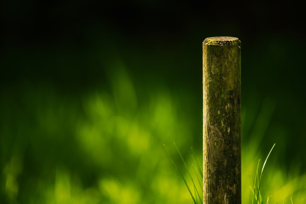 brown wooden post with green grass