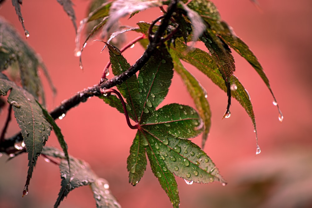 green and red leaf plant