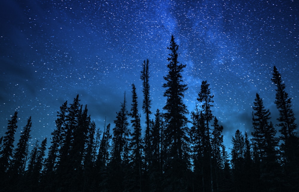 árboles verdes bajo el cielo azul durante la noche