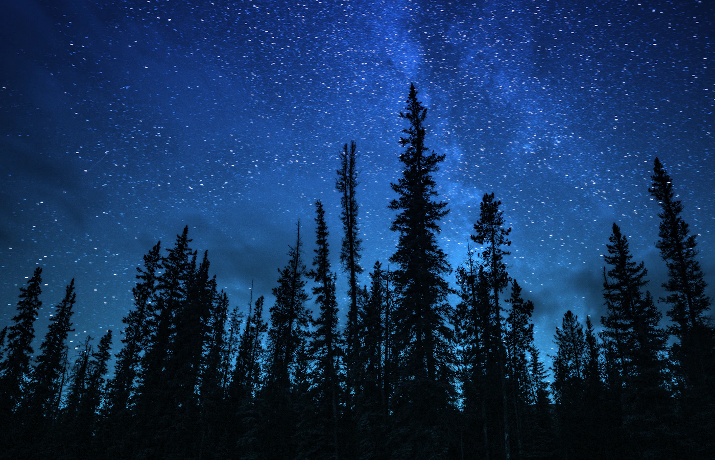 Blue night sky full of stars and the Milky Way visible over silhouette pine trees in Jasper National Park Alberta Canada the world largest dark sky preserve