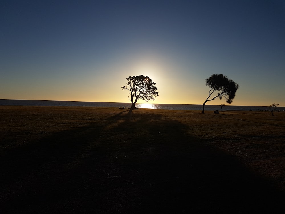 silhueta da árvore na areia marrom durante o pôr do sol