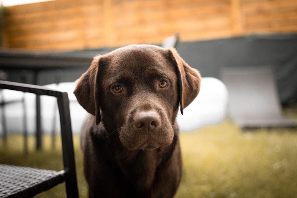 chien brun à poil court sur herbe verte pendant la journée